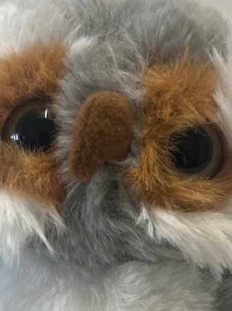 Owl Close up