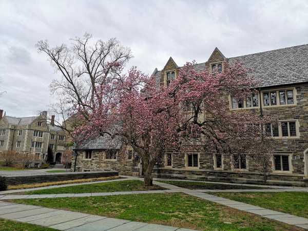 A large cherry tree blooms on a neat lawn in front of a squat collegial gothic stone building