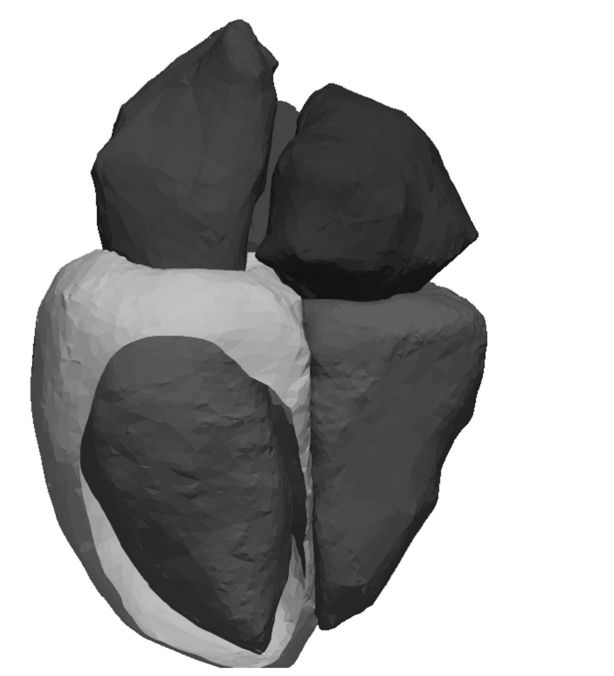 3D heart model, grey colored